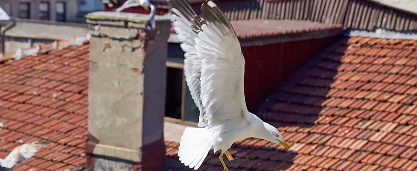 Residential Chimney Animal Removal Solution in Kettering, OH